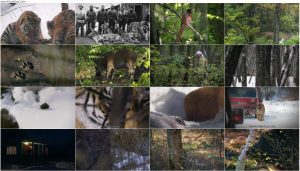 دانلود مستند Russia's Wild Tiger 2022